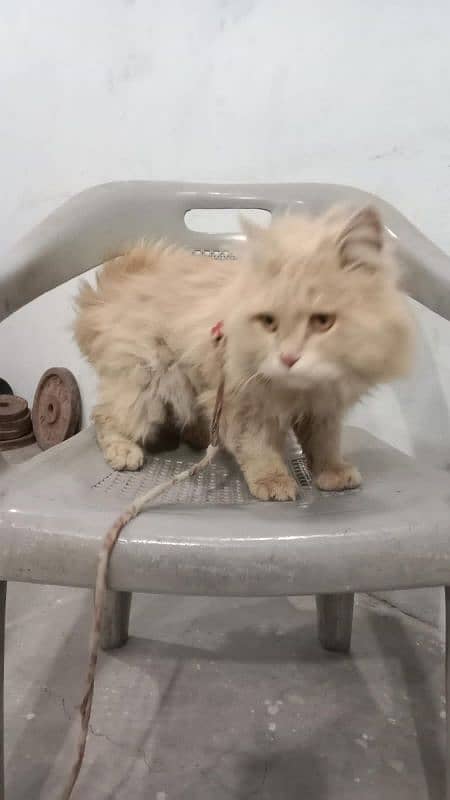 male Persian cat for sale 0