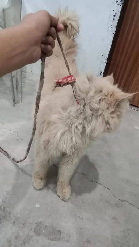 male Persian cat for sale 1