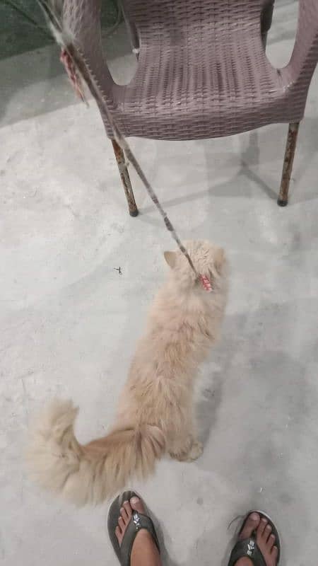 male Persian cat for sale 2