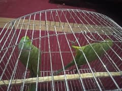 ringneck breeder pair