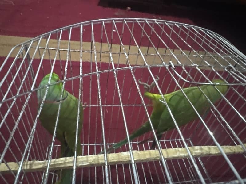 ringneck breeder pair 0