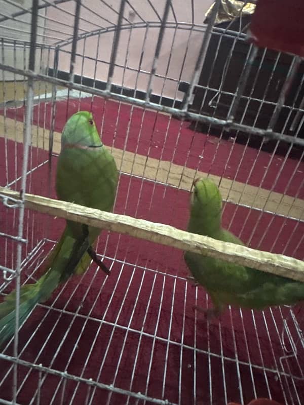 ringneck breeder pair 1