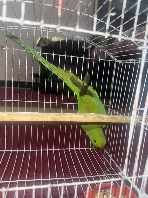 ringneck breeder pair 2