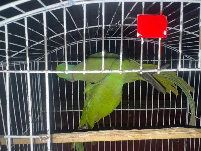 ringneck breeder pair 3