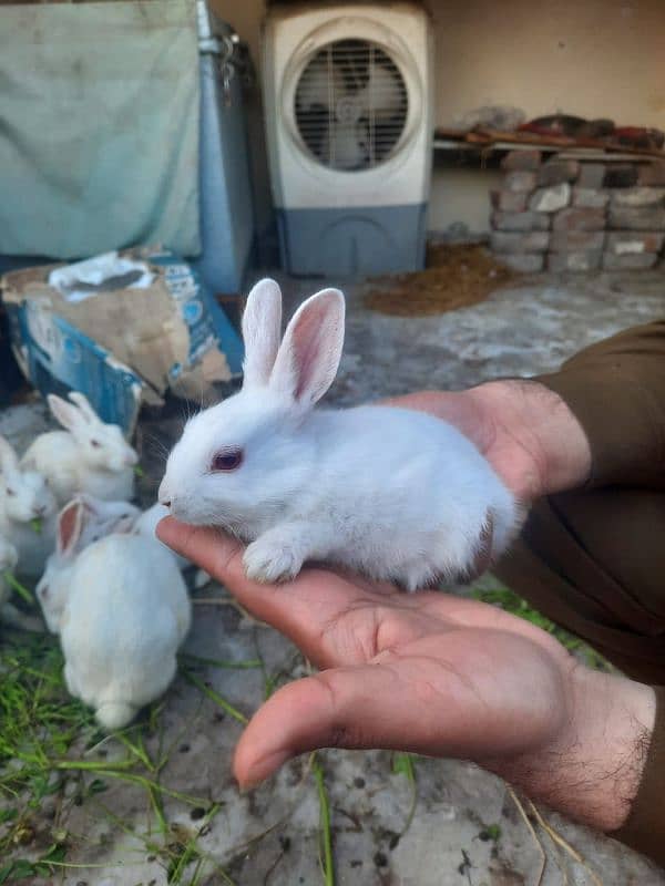 rabbit baby red eye/ whatsapp. . 03244774069 0