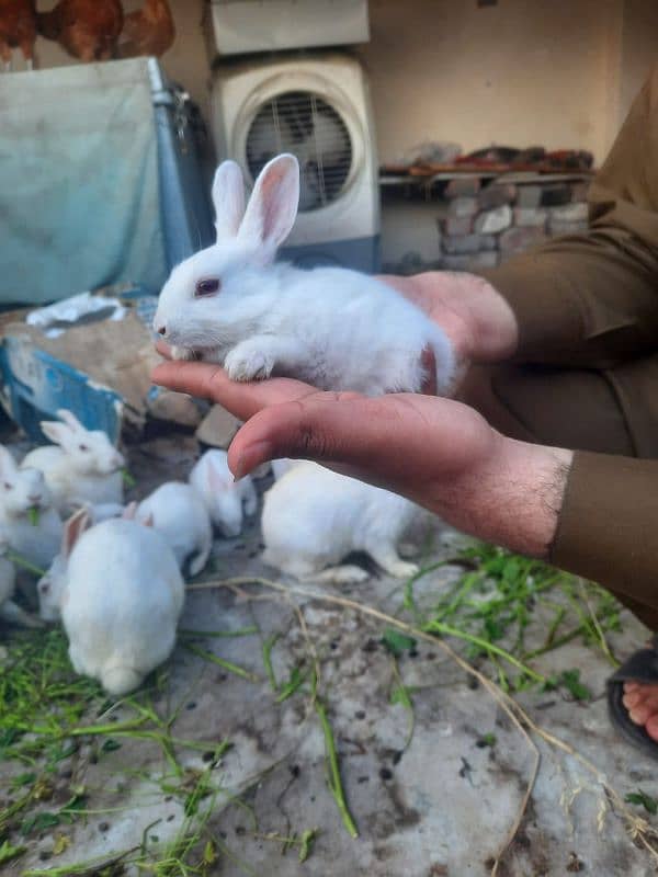 rabbit baby red eye/ whatsapp. . 03244774069 1