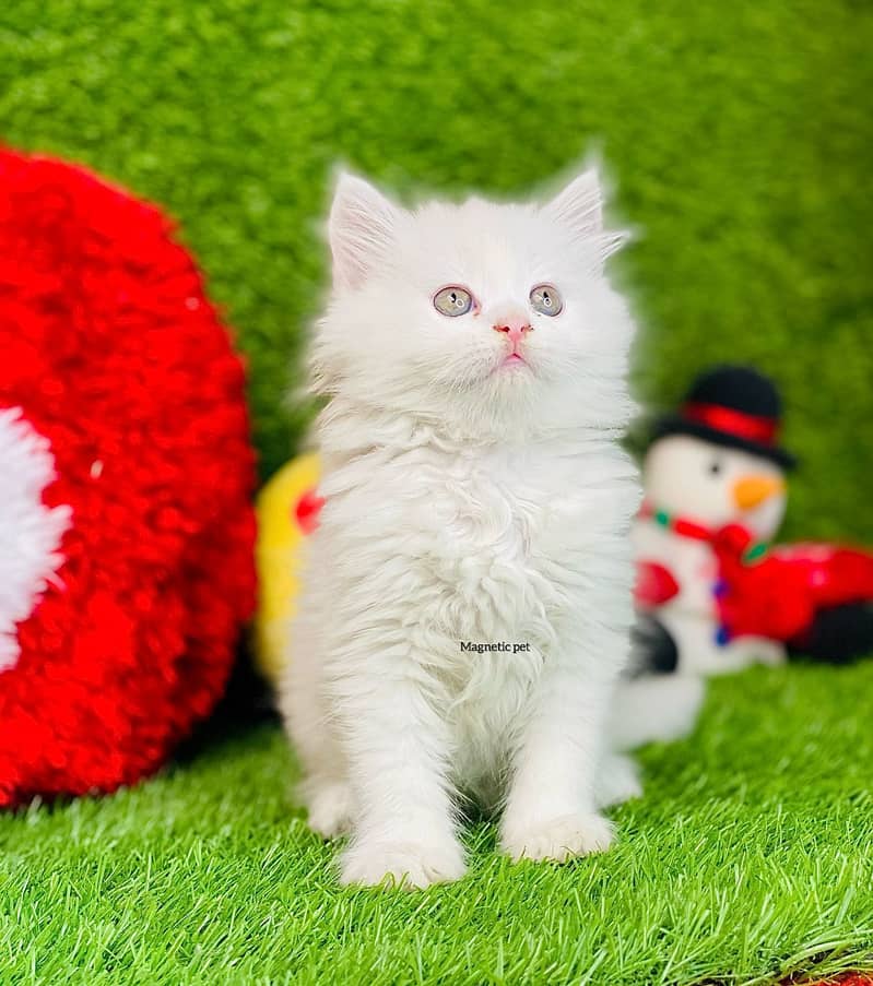 white Persian Male kitten 0