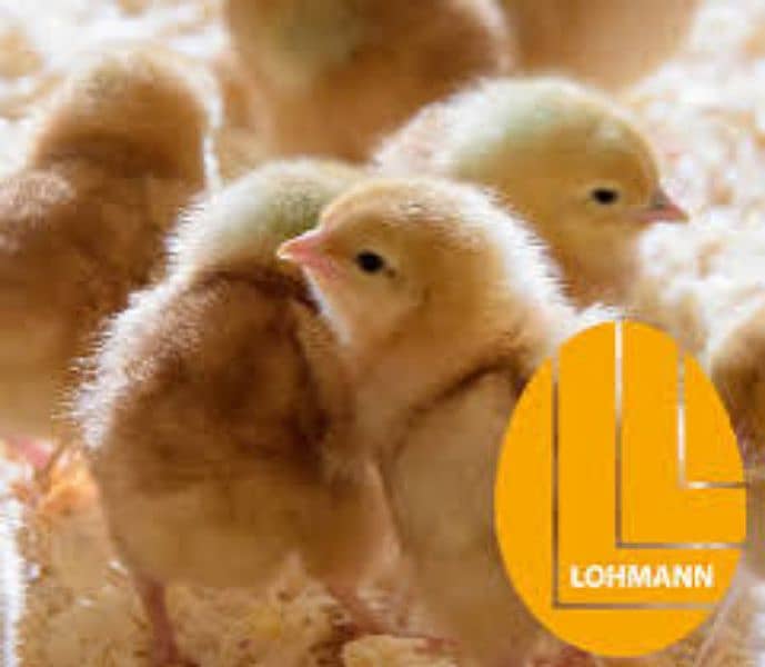 Lohman Brown Chicks | chicks | hen 0