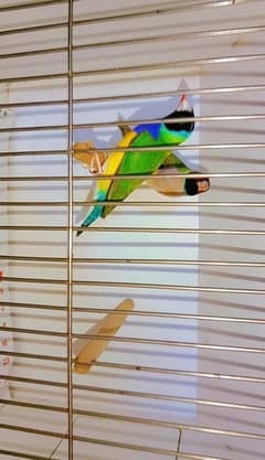 silver java breeder pair,lutino gouldian, Orange finch