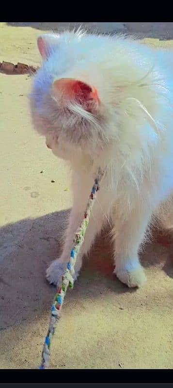 pesian male cat healthy and active 0