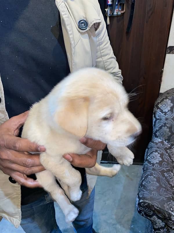 Labrador puppy available 3