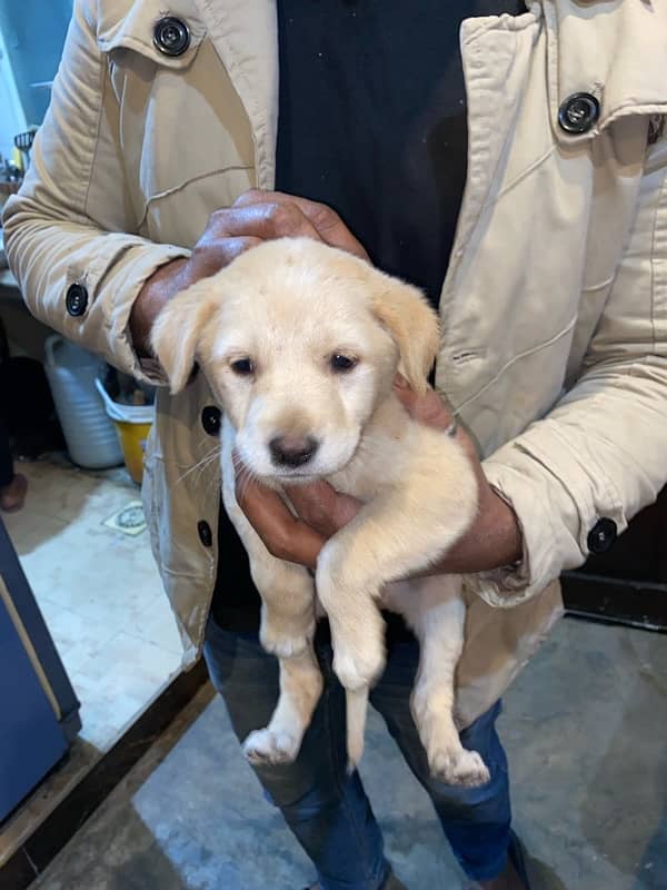 Labrador puppy available 0