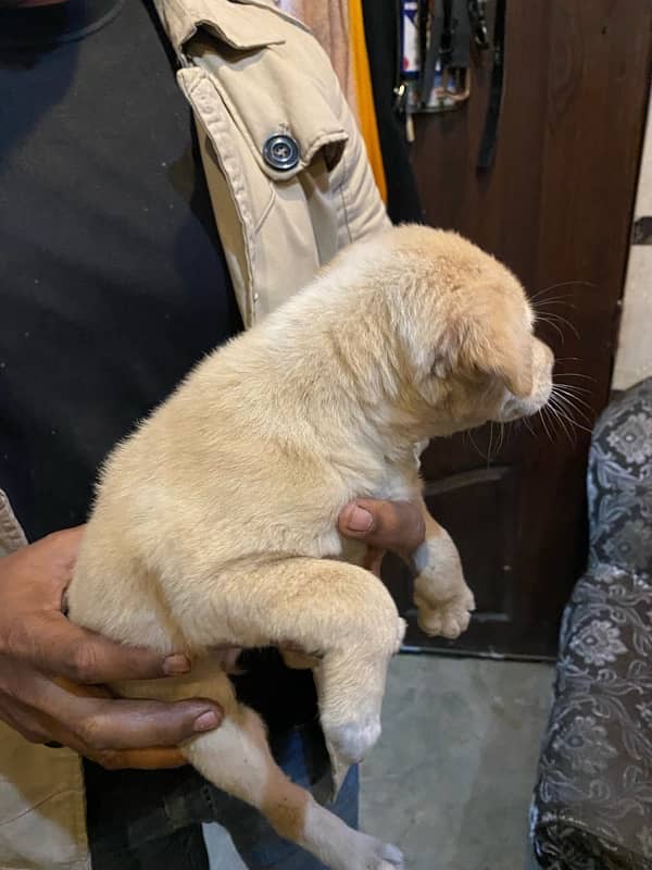 Labrador puppy available 2