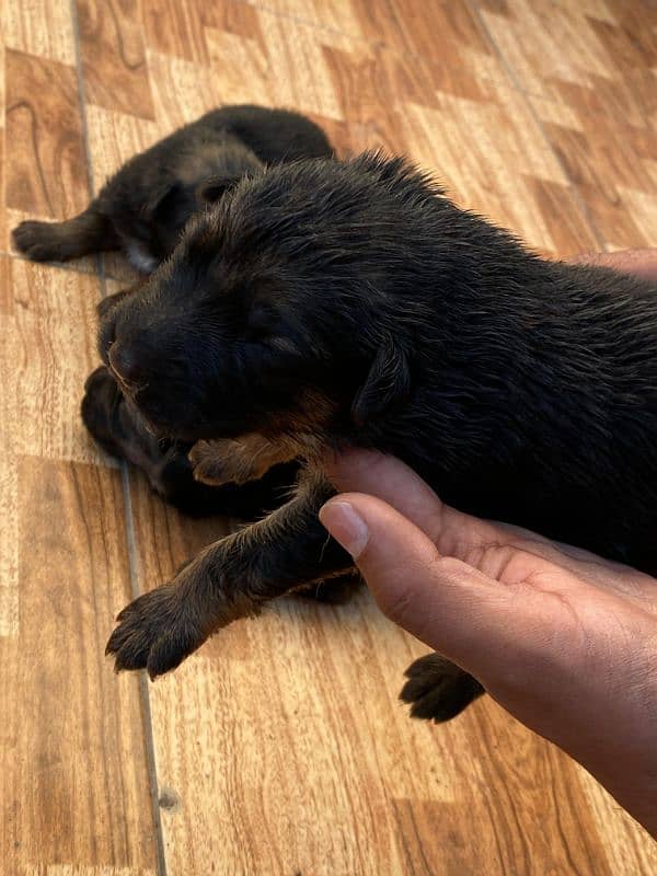 German Shepherd Puppies 1