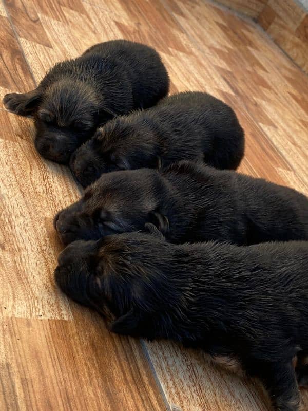 German Shepherd Puppies 6