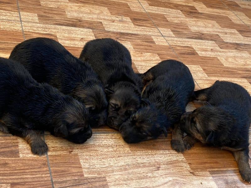 German Shepherd Puppies 8