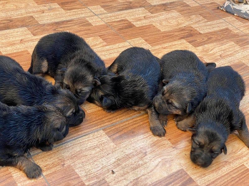 German Shepherd Puppies 9