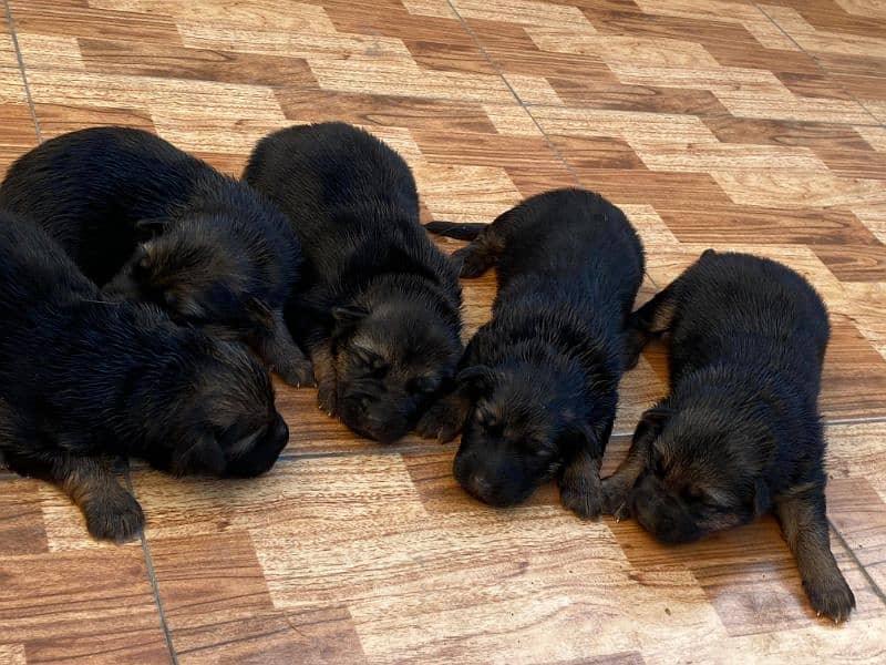 German Shepherd Puppies 10