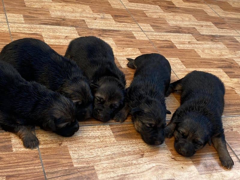 German Shepherd Puppies 11