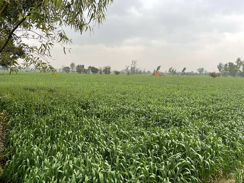 MUSTAFAD CANAL near AHUWAT UNIVERSITY 3 Acar 2