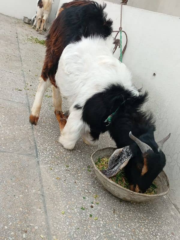 qurbani Bakra for sale 0