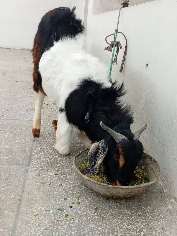 qurbani Bakra for sale 2