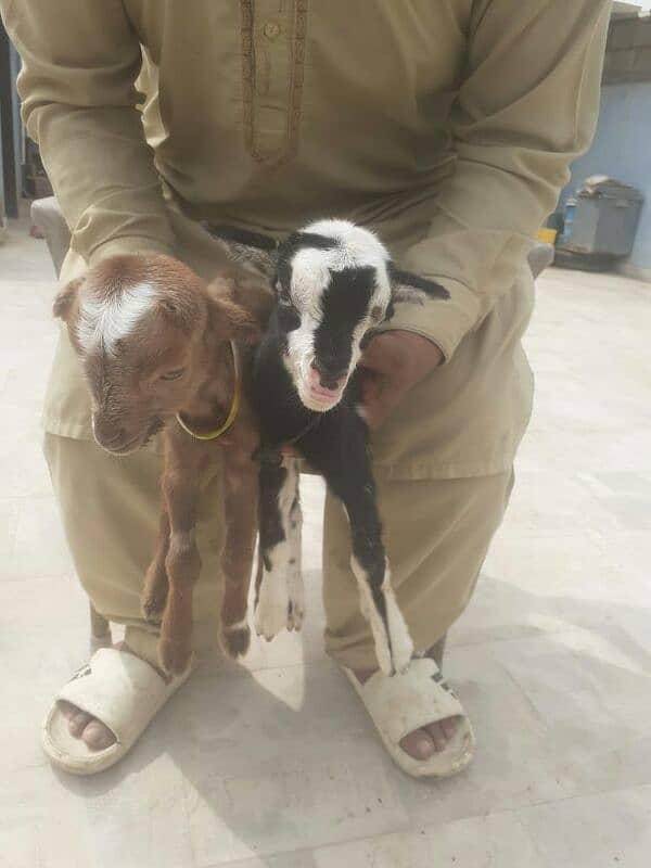 teddy bakri with 2 female kids 4