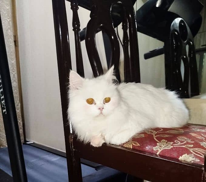 Male triple couted Persian 0