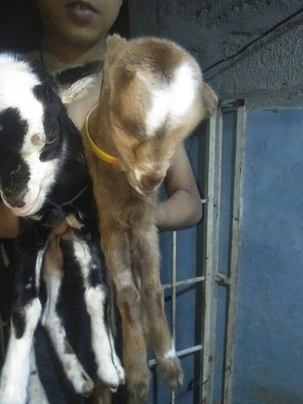 teddy bakri with 2 female kids 6