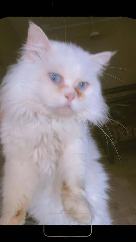 I am selling my huge breeder white male cat 1