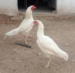 Aseel Heera breeder Pair