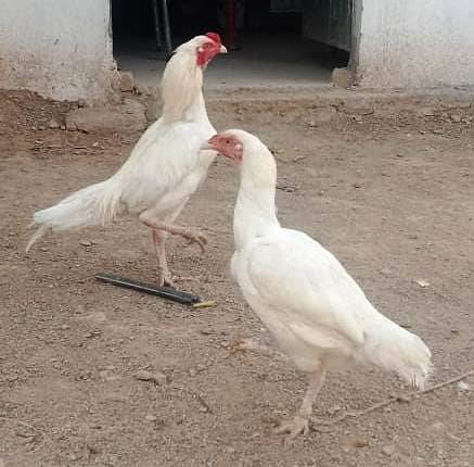 Aseel Heera breeder Pair 0