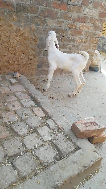 goat female breader 3