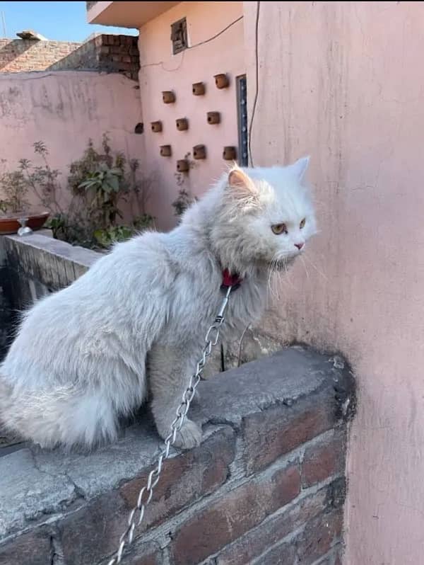 Male persian cat 4