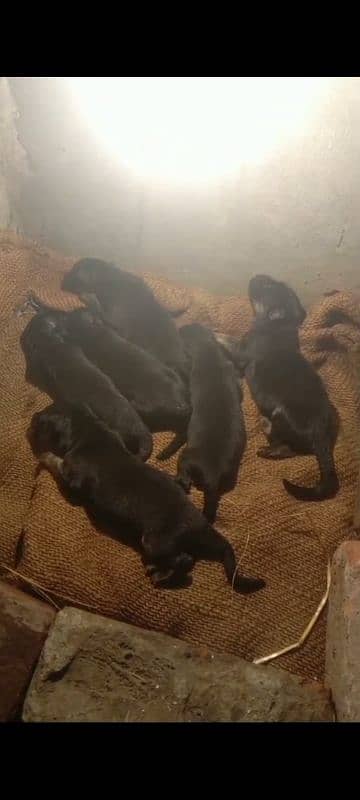 German shepherd 6 puppies  5 days  pink pidgree Female available 1