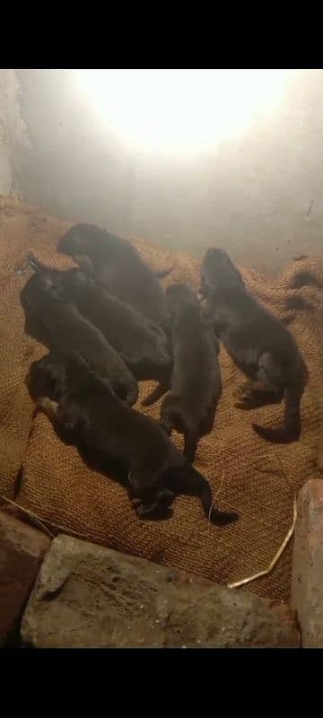 German shepherd 6 puppies  5 days  pink pidgree Female available 2