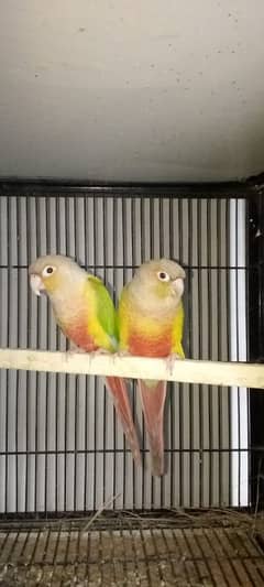 pineapple conure breeder pair with DNA