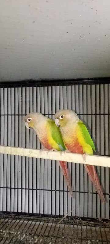 pineapple conure breeder pair with DNA 1