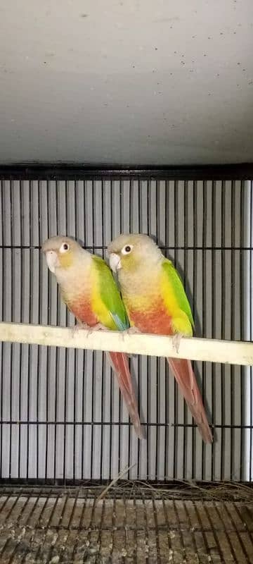 pineapple conure breeder pair with DNA 2