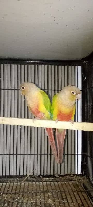 pineapple conure breeder pair with DNA 3