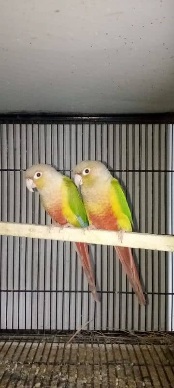 pineapple conure breeder pair with DNA 4