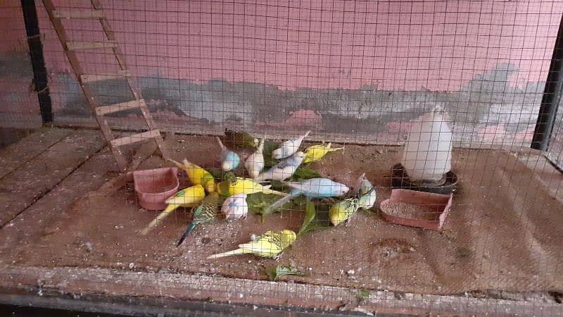 parrots 0