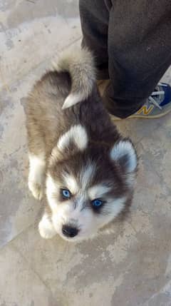 Siberian Husky Puppies