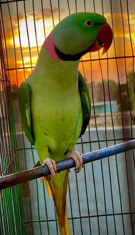 raw parrot healthy active and friendly for sale 0