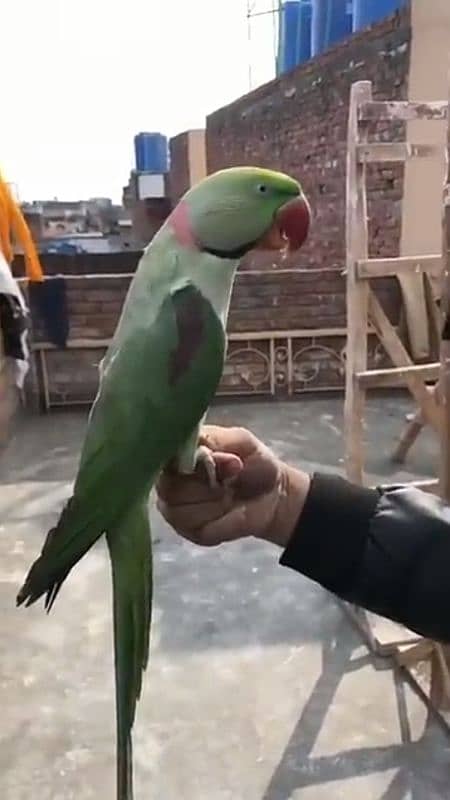 raw parrot healthy active and friendly for sale 1