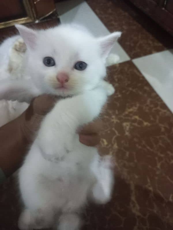 Persain Male kitten 0