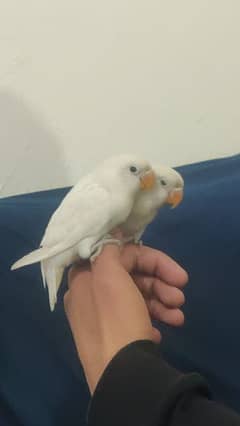 Fully Hand Tame Love Birds