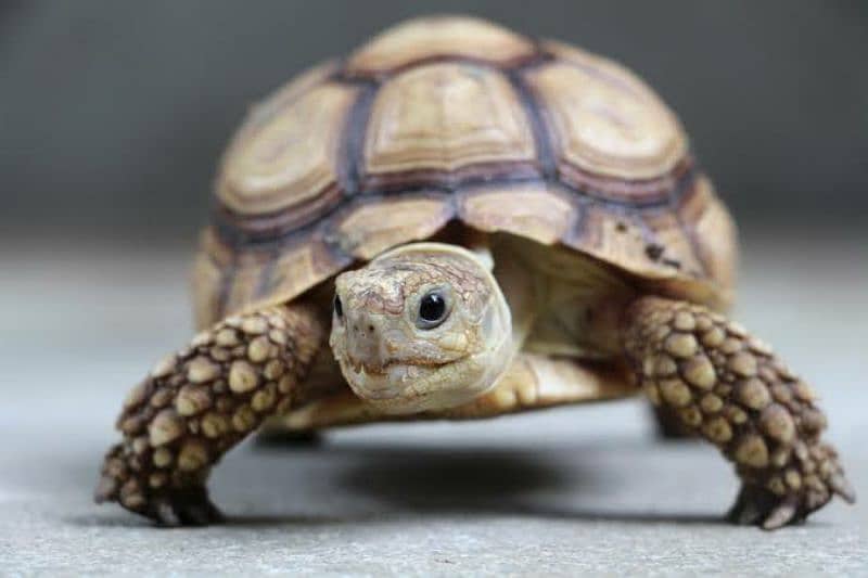 asalamualikum 2 jore hai  turtles ke munasib peso m da dunga jis ko 0