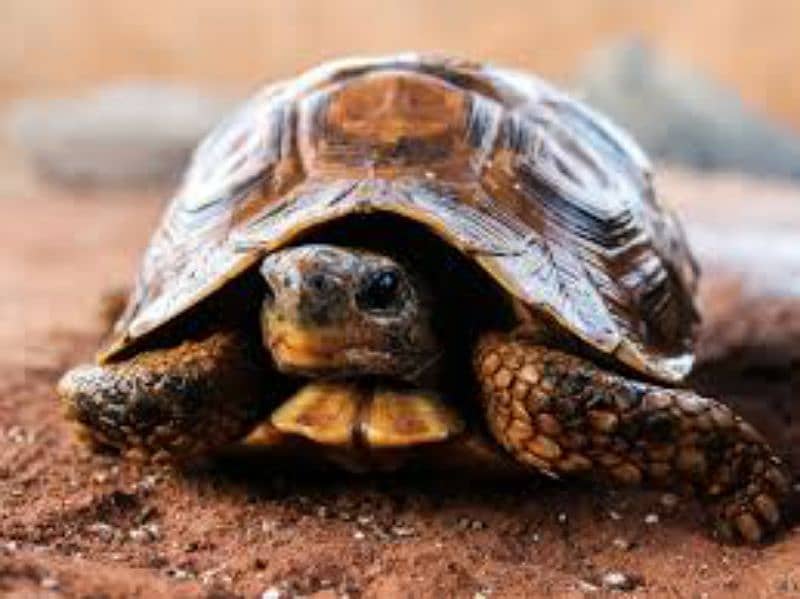 asalamualikum 2 jore hai  turtles ke munasib peso m da dunga jis ko 1