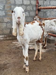 Beetal Bakri | Bakri  | دیسی بکری | Beetal Goat | Healthy Goat | Goat